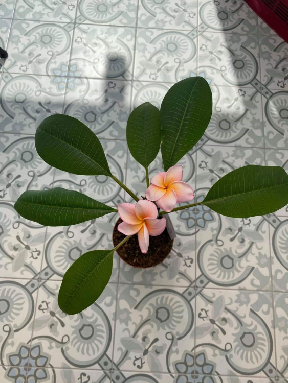 Chateau-Motif-Install-25019-(12)