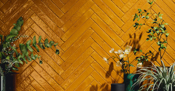 Colonia-Listo-Trumpet-Crackle-387581